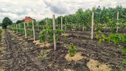 Зображення 7