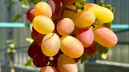 Зображення 10